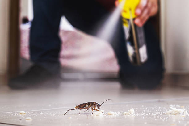 Best Commercial Pest Control Services  in Kurtistown, HI